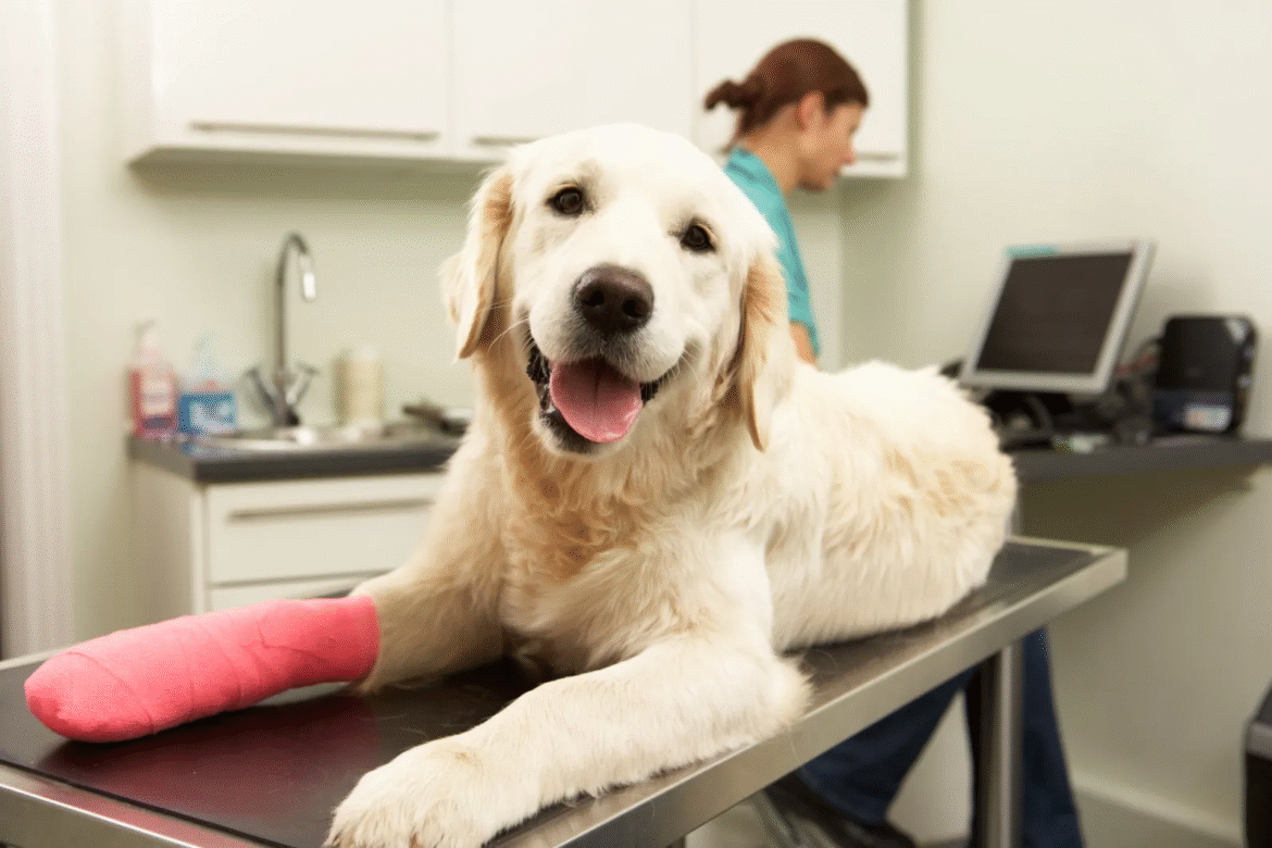 How to Access Reliable Yet Affordable Orthopedic Surgery for Pets